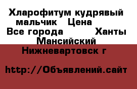 Хларофитум кудрявый мальчик › Цена ­ 30 - Все города  »    . Ханты-Мансийский,Нижневартовск г.